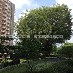 Bartley Residences (D19), Apartment #89684692